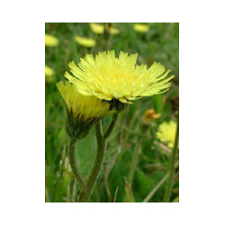 TSA HIERACIUM PILOSELLA 50 ML