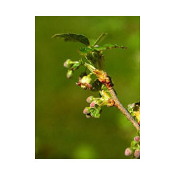 MSA RIBES NIGRUM 50 ML