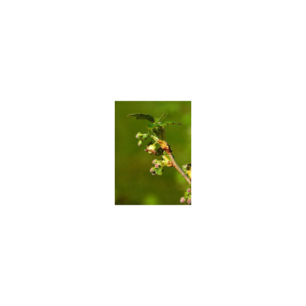 MSA RIBES NIGRUM 50 ML