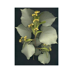 MSA TILIA TOMENTOSA 50 ML