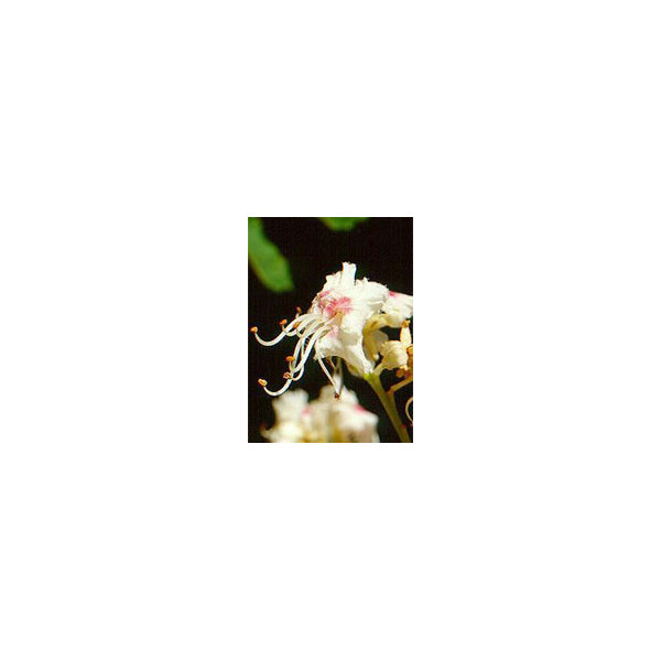 MSA AESCULUS HIPPOCA 50 ML