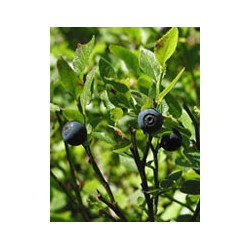 MSA VACCINIUM MYRTIL 50 ML