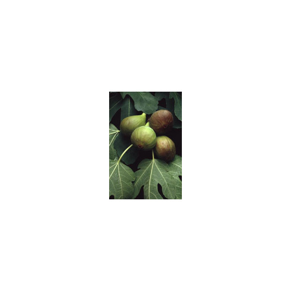 MSA FICUS CARICA 50 ML
