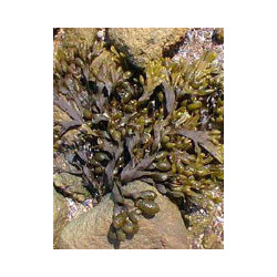 TSA FUCUS VESICULOSUS 50 ML