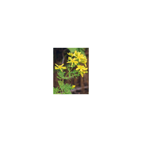 TSA HIPERICUM PERFORATUM 50 ML