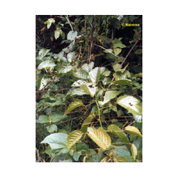 TSA UNCARIA TOMENTOSA 50 ML