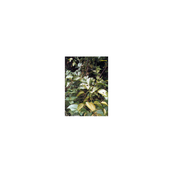TSA UNCARIA TOMENTOSA 50 ML