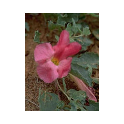 TSA HARPAGOPHYTUM 50 ML