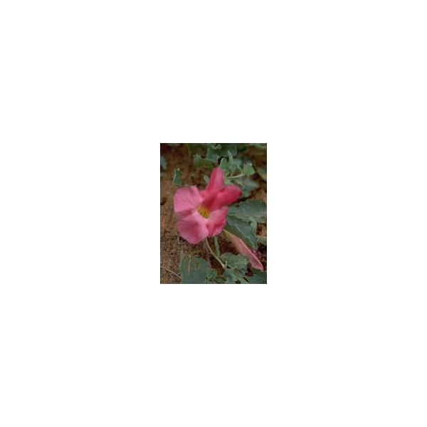 TSA HARPAGOPHYTUM 50 ML