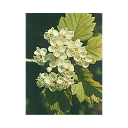 TSA CRATAEGUS OXYCANTHIA 50 ML