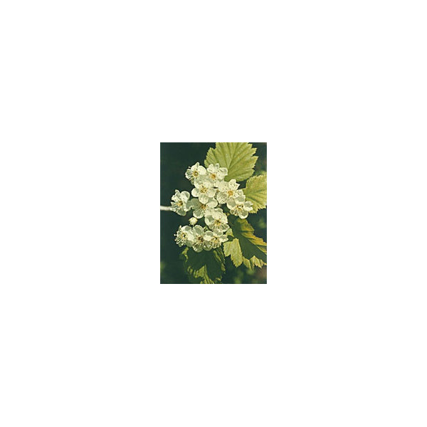 TSA CRATAEGUS OXYCANTHIA 50 ML