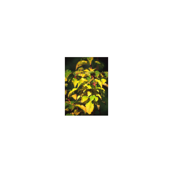 MSA CORNUS SANGUINEA 50 ML