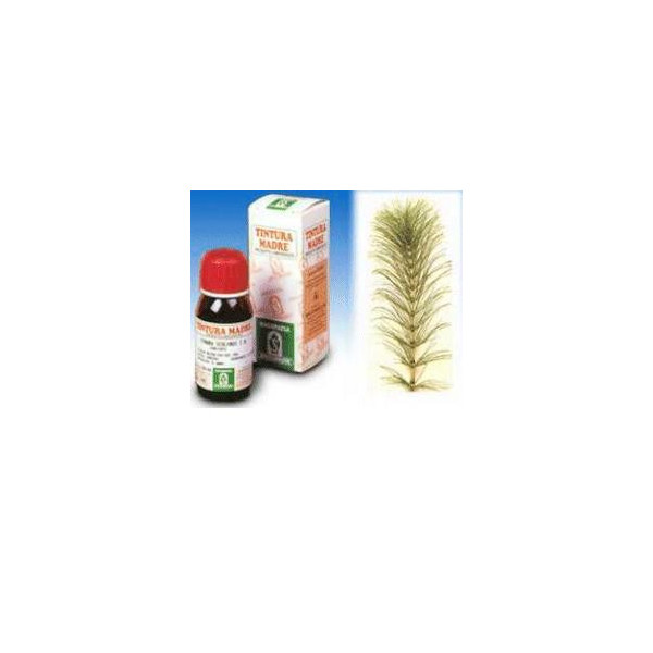 EQUISETO 12 50ML TM