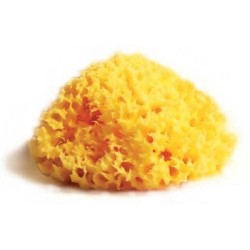 SPUGNA NATURALE MEDITERRANEA LABORATORI ATENEI 10