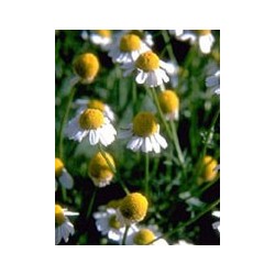 TSA MATRICARIA CHAMOMILLA 50 ML