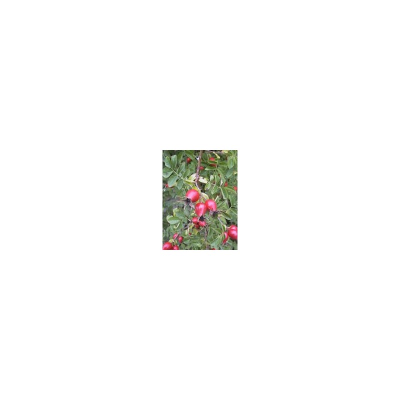 MSA ROSA CANINA 50 ML