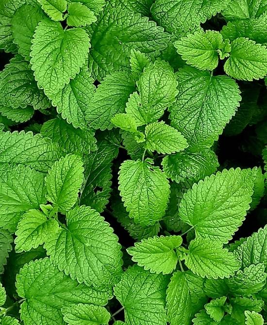 Immagine Migliori integratori per ansia e stress