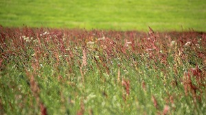 Immagine Cenni brevi sulle allergie stagionali