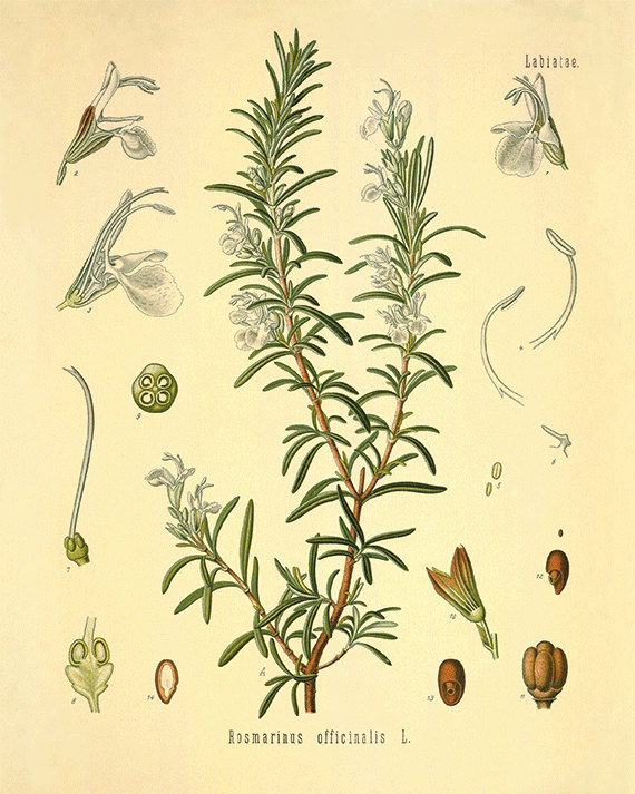 Immagine Le piante officinali, brevi cenni