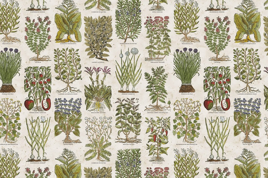 Immagine Le piante officinali, brevi cenni