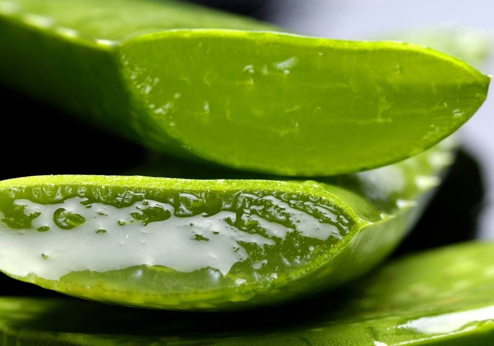 I benefici dell'Aloe