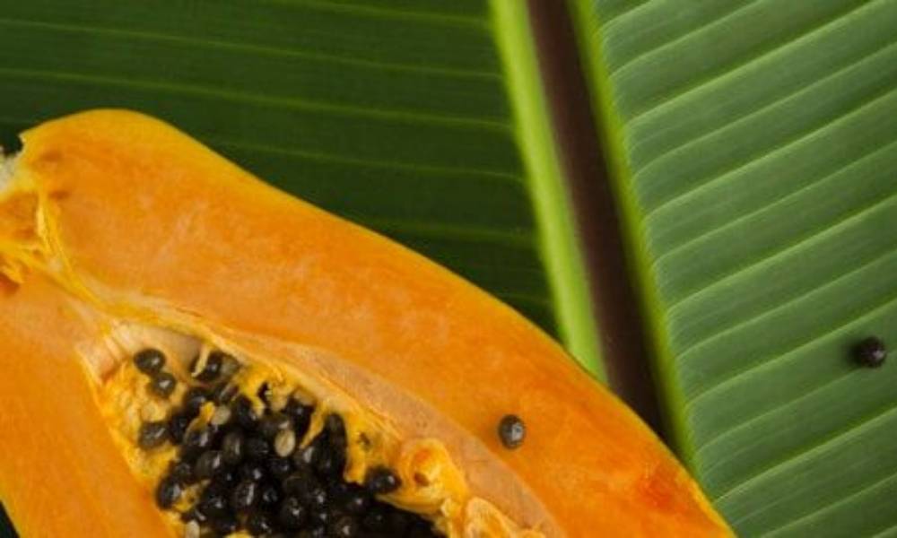 La papaya bio-fermentata Zuccari