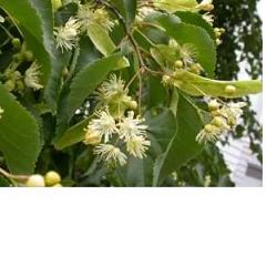 EIE TIGLIO 30 ML GOCCE - FARMACIA33